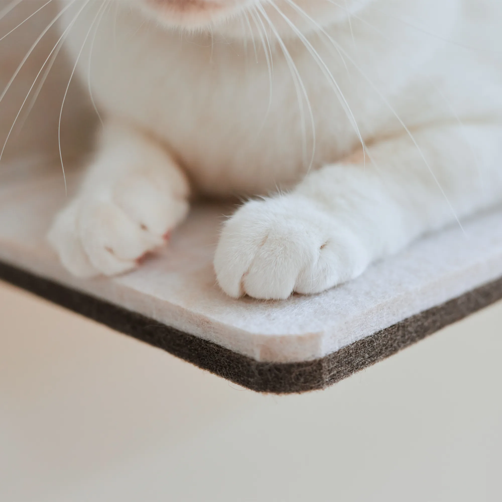 なまま 猫ちゃんステップ ステップ | キャットウォーク - 猫壁（にゃん 
