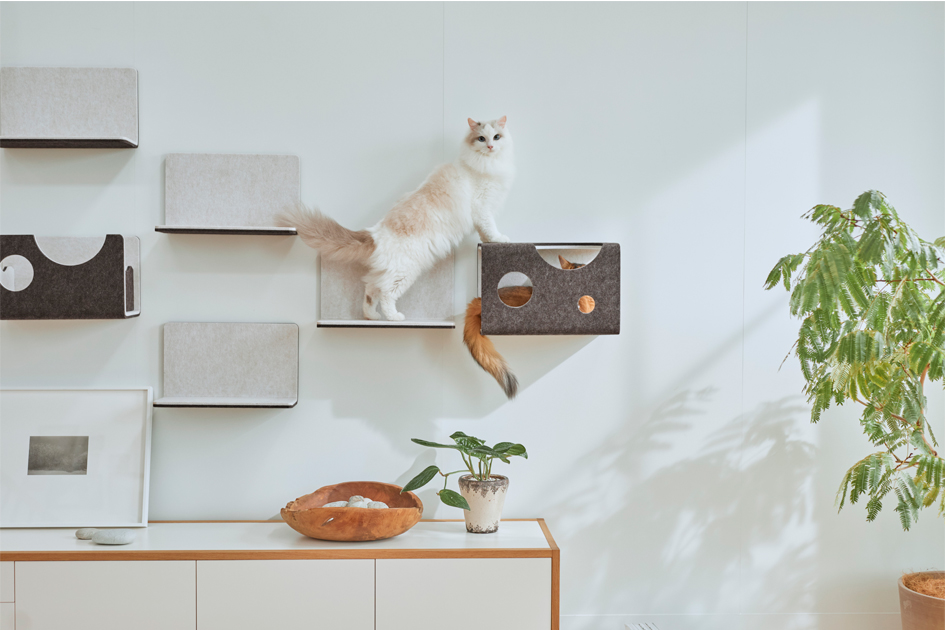 猫がステップに乗りトンネルに手を付けて立っている