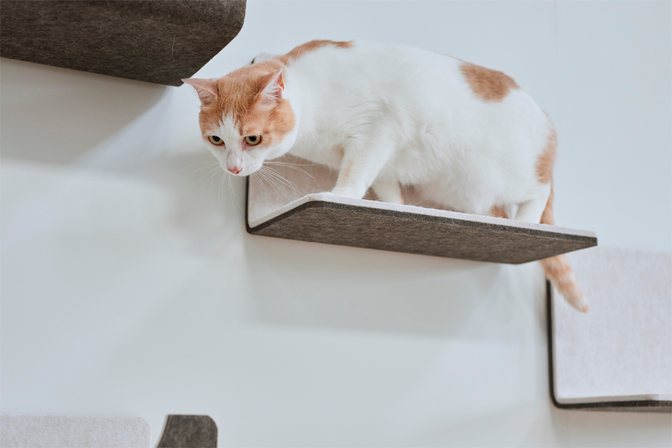 ステップを猫が駆け降りている