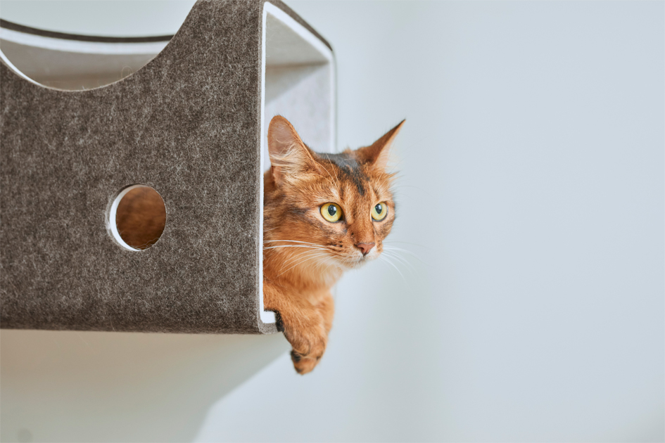 猫がトンネルから外を眺めている