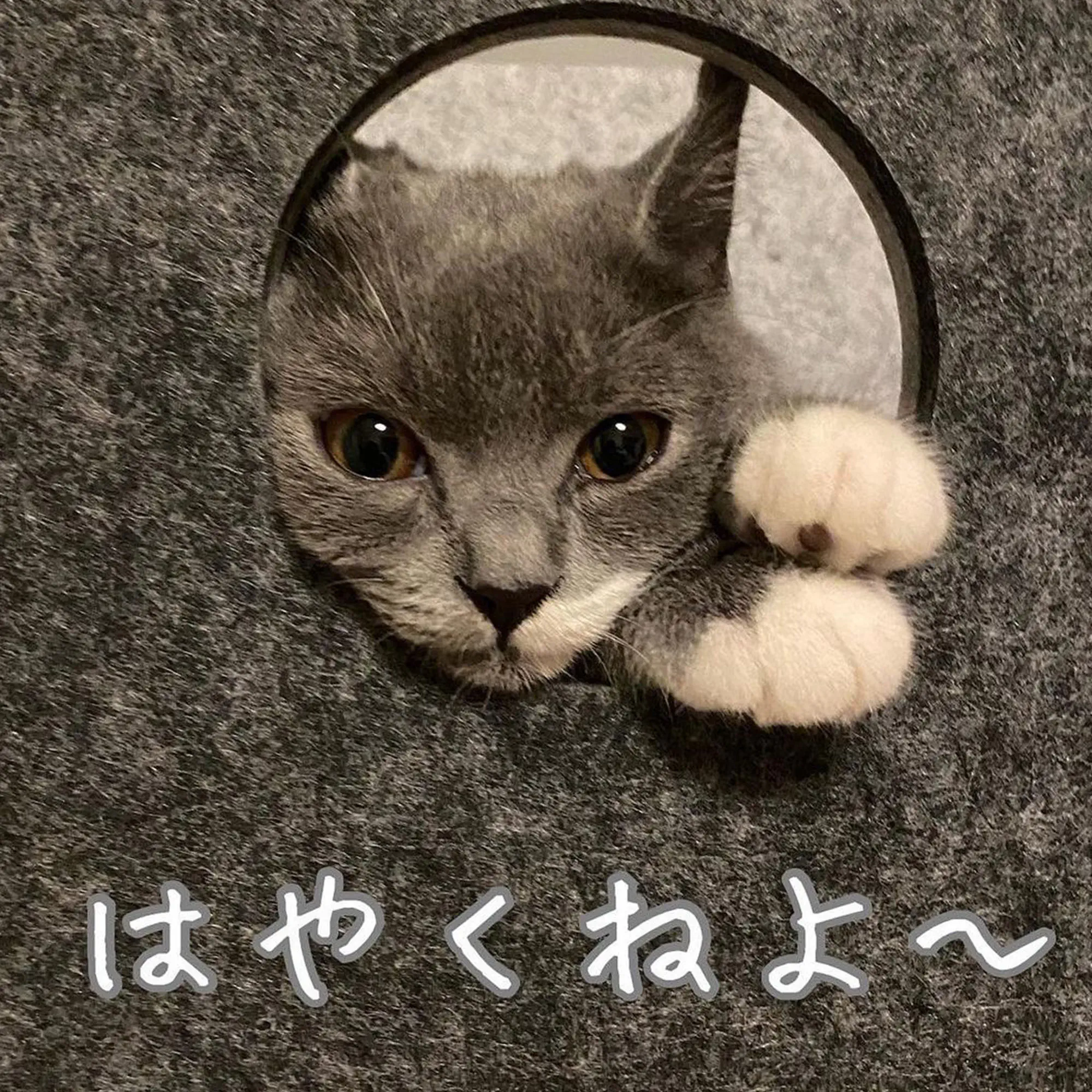 ボックス | キャットウォーク - 猫壁（にゃんぺき） | LIXIL