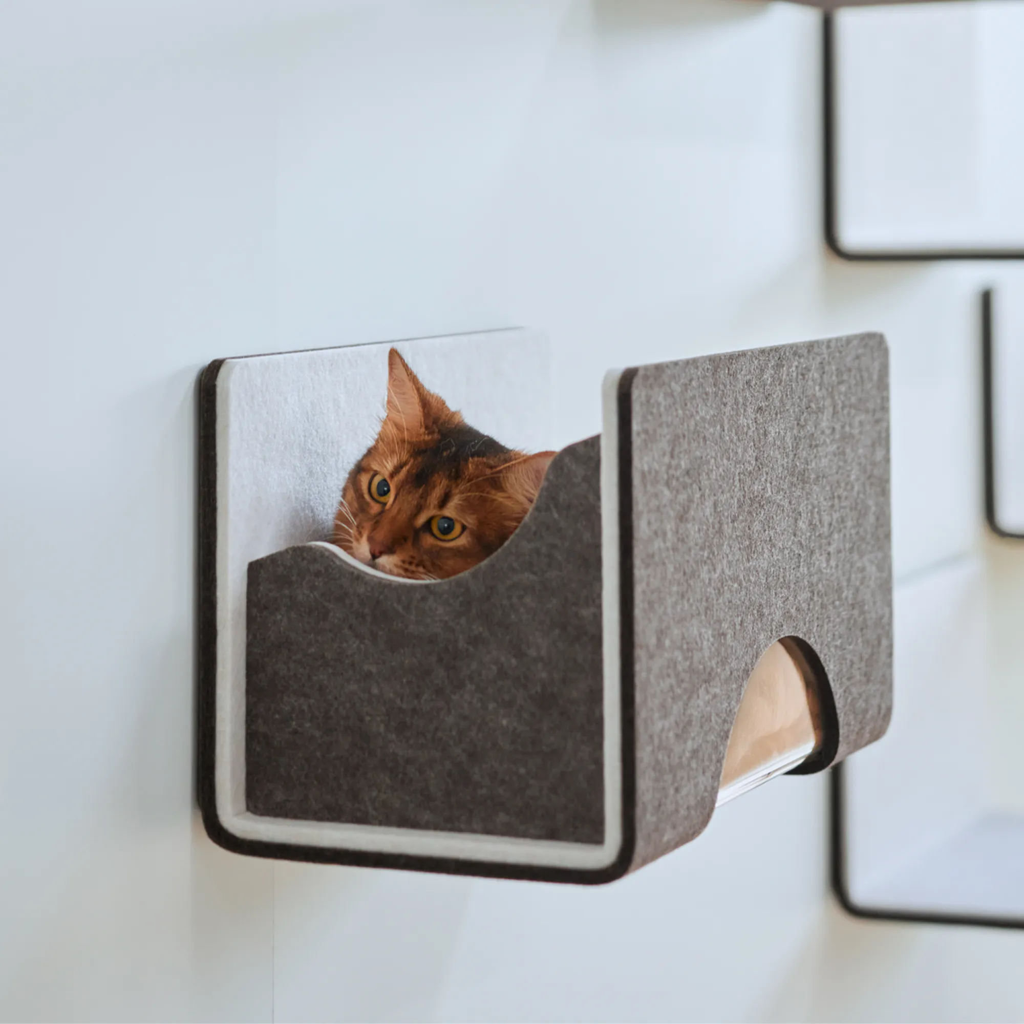 ボックス透明タイプ(アクリル仕様) | キャットウォーク - 猫壁（にゃん