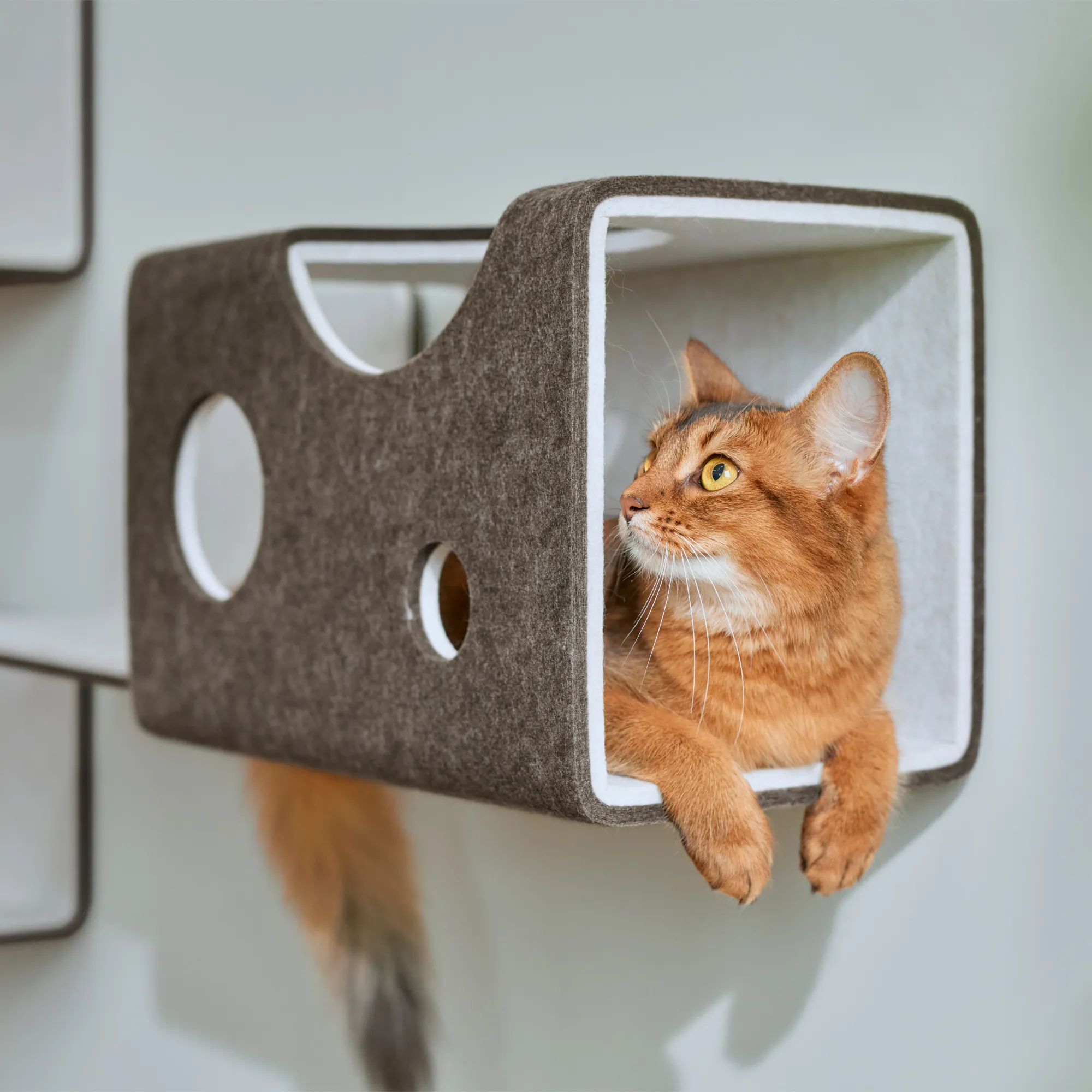 トンネル | キャットウォーク - 猫壁（にゃんぺき） | LIXIL