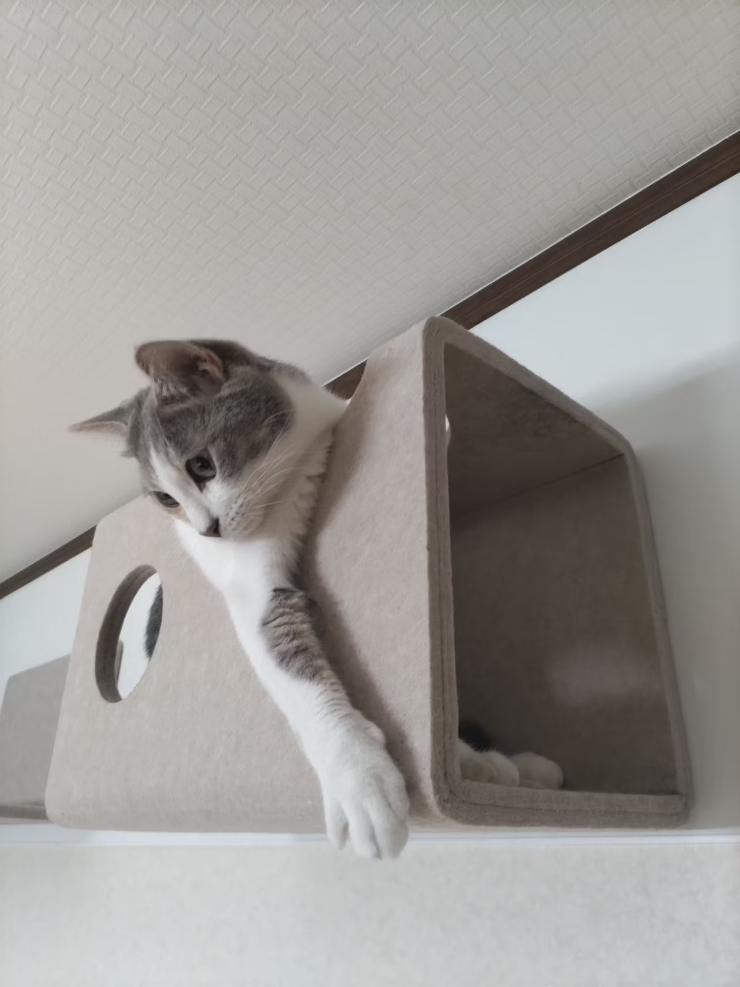 바카라사이트 쿠폰가 상자 밖으로 기대어