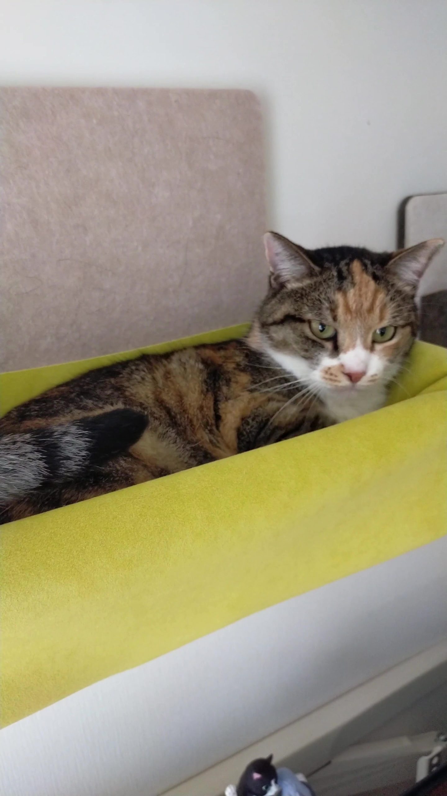 해먹에 누워있는 메이저 바카라사이트 장난감가 나를 쳐다 본다