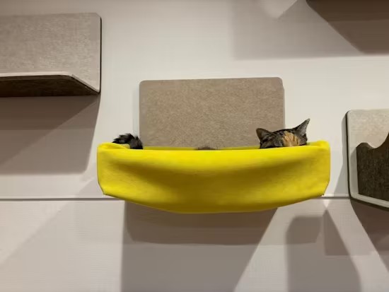 해먹에 누워있는 메이저 바카라사이트 장난감의 머리가 눈에 띄게