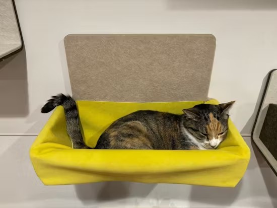 해먹에서 자고있는 메이저 바카라사이트 장난감의 최고보기