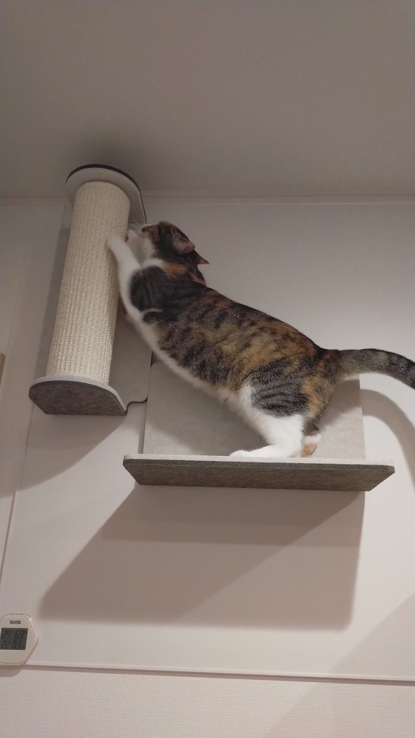 바카라사이트 쿠폰는 단계를 타면서 나무 등반 극에서 발톱을 자르고 있습니다