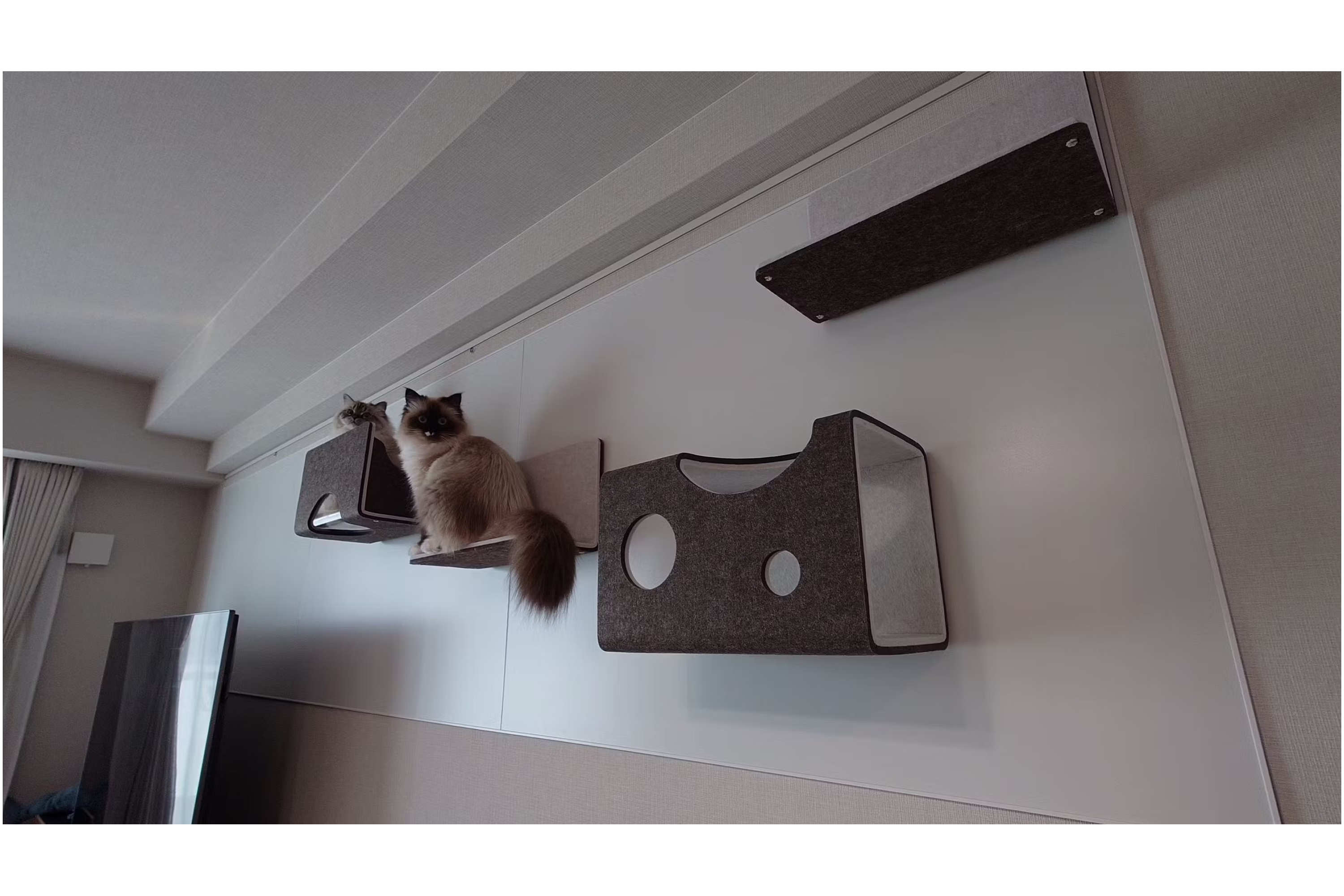 大人上品なおすすめコーデ キャットウォーク キャット | LIXIL | 猫壁（にゃんぺき） - その他