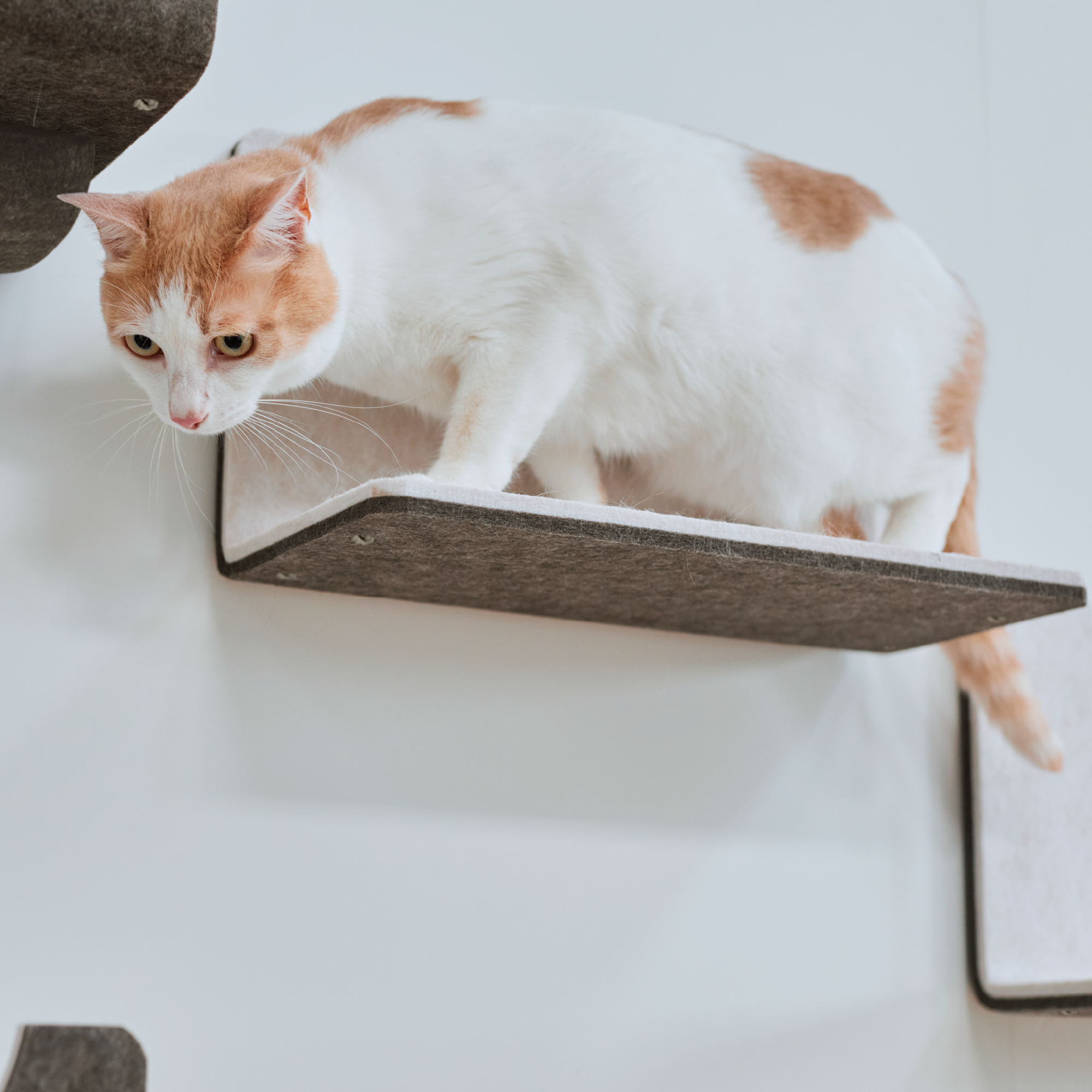 vanilla❤Love猫ちゃんステップ キャットウォーク ステップ | キャットウォーク - 猫壁（にゃんぺき） | LIXIL